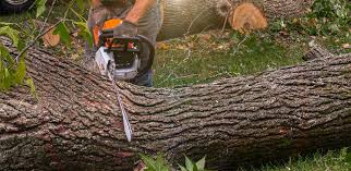 Old Bethpage, NY Tree Services Company